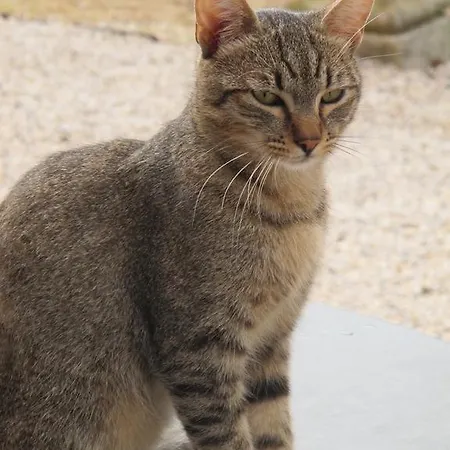 Il Poggio Синалунга